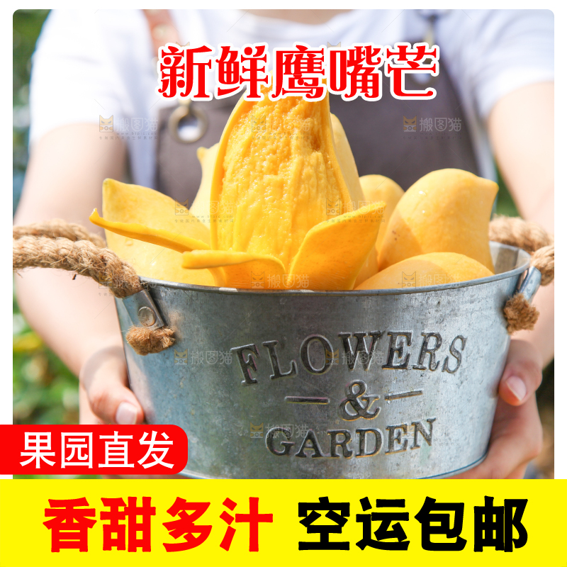 手里提着一小桶缅甸鹰嘴芒