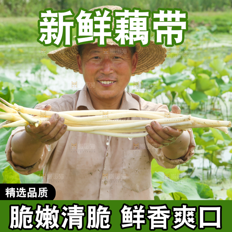 农民手里拿着藕尖