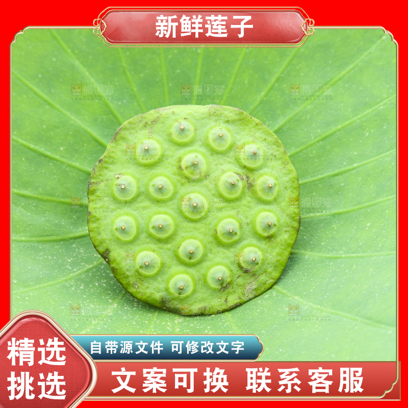 荷叶上的莲蓬