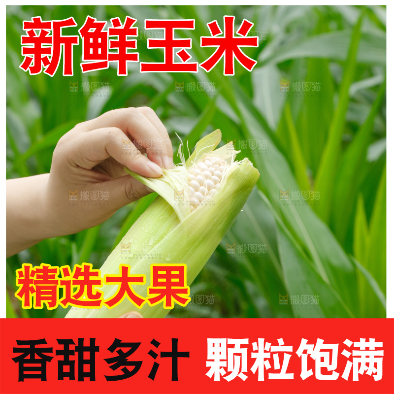 手里拿着玉米