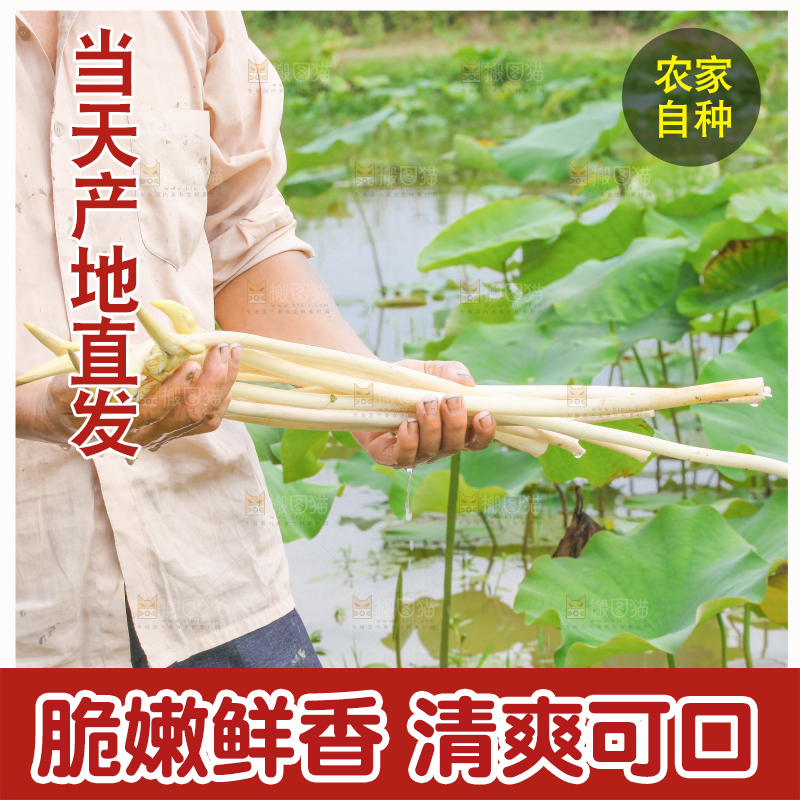 手里拿着新鲜采摘的藕尖