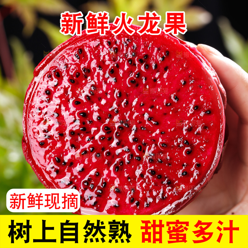 手里拿着红心火龙果