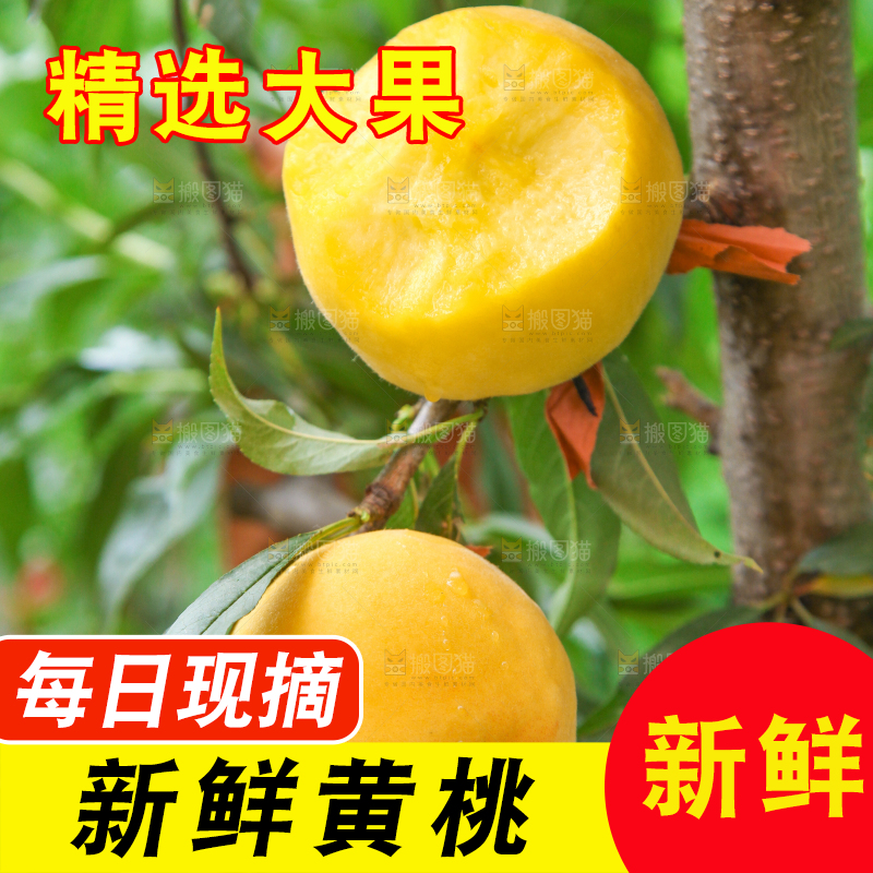桃树上的新鲜黄桃