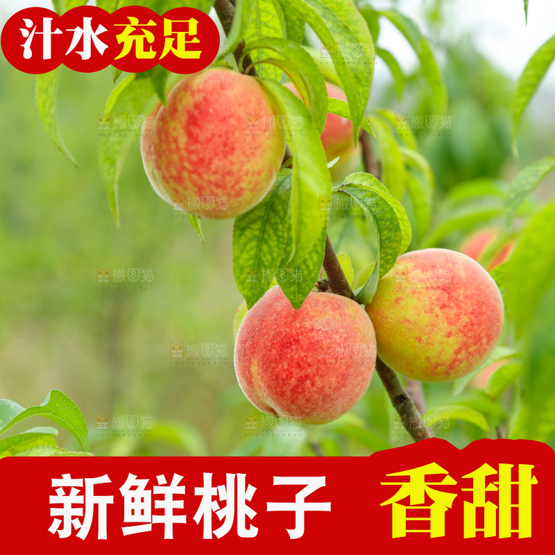 桃树上的毛桃
