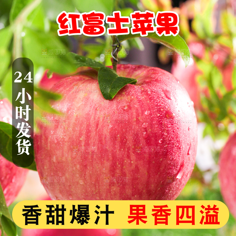 树枝上的红富士苹果