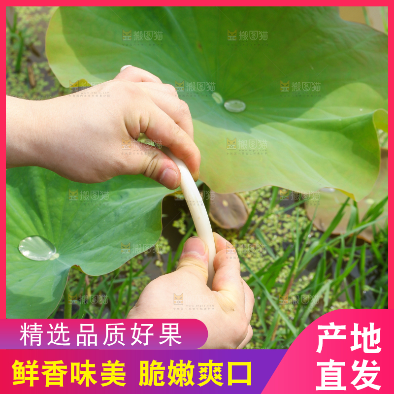 手里拿着新鲜藕带