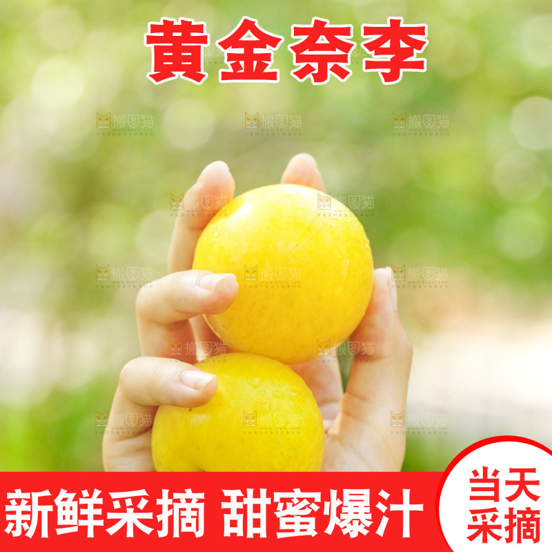 手里拿着新鲜黄金奈李