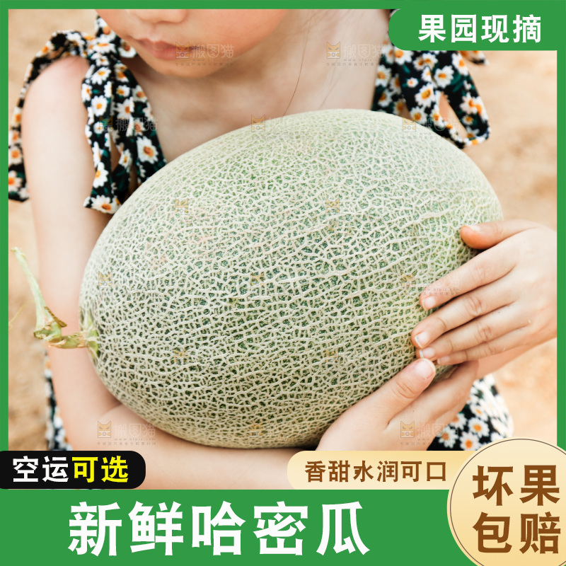 小女孩手里抱着网纹瓜
