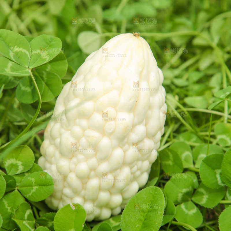 绿草地上摆放着苹果苦瓜