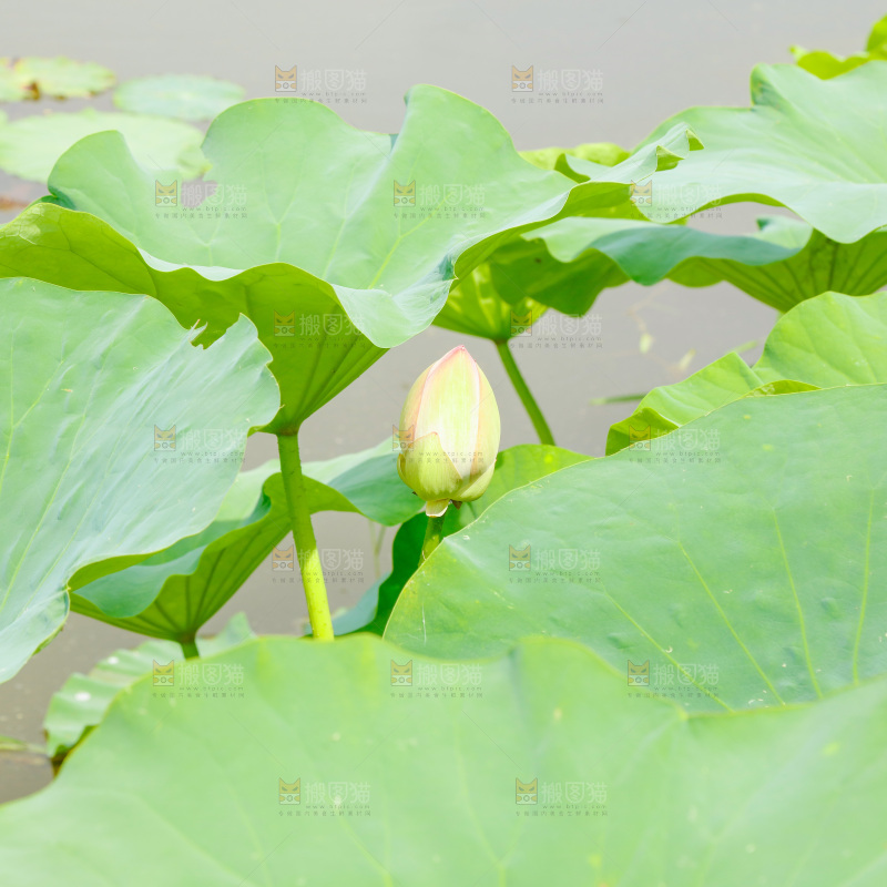 池塘里的荷花叶