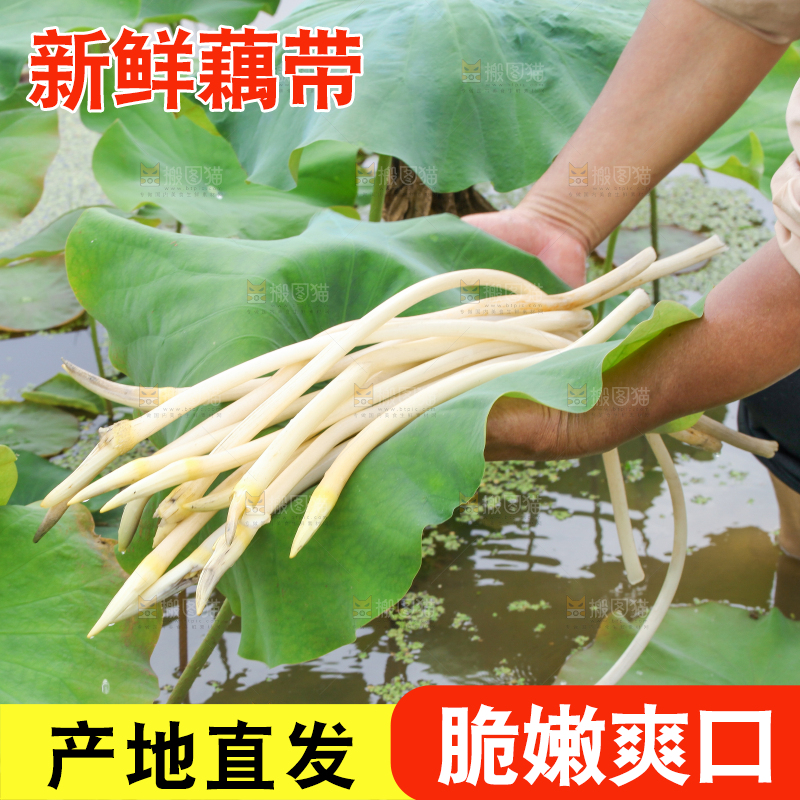 手里拿着新鲜藕带