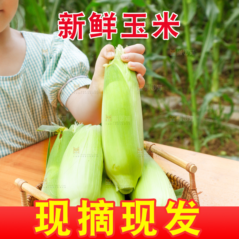 篮子里装着新鲜玉米