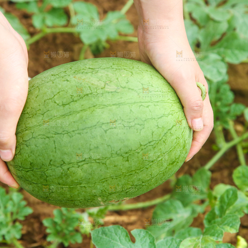 农地里种植的西瓜