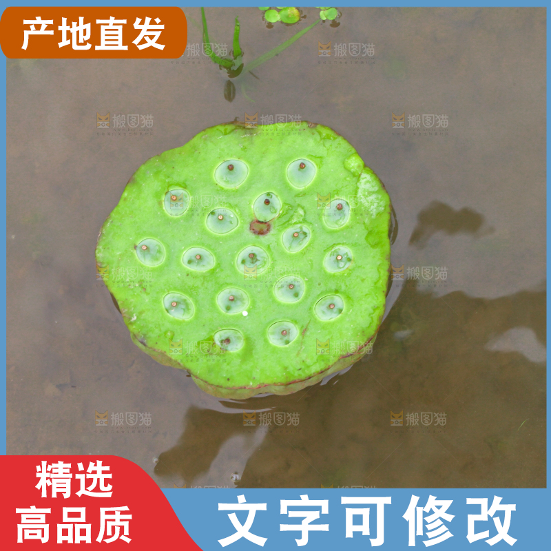 水里摆放着莲蓬