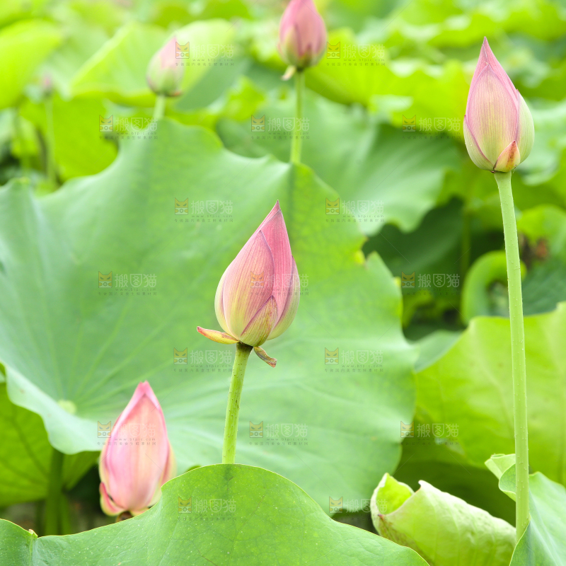 池塘里的荷花