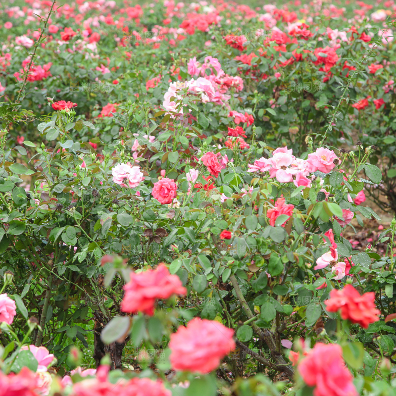 田地里种植的月季花