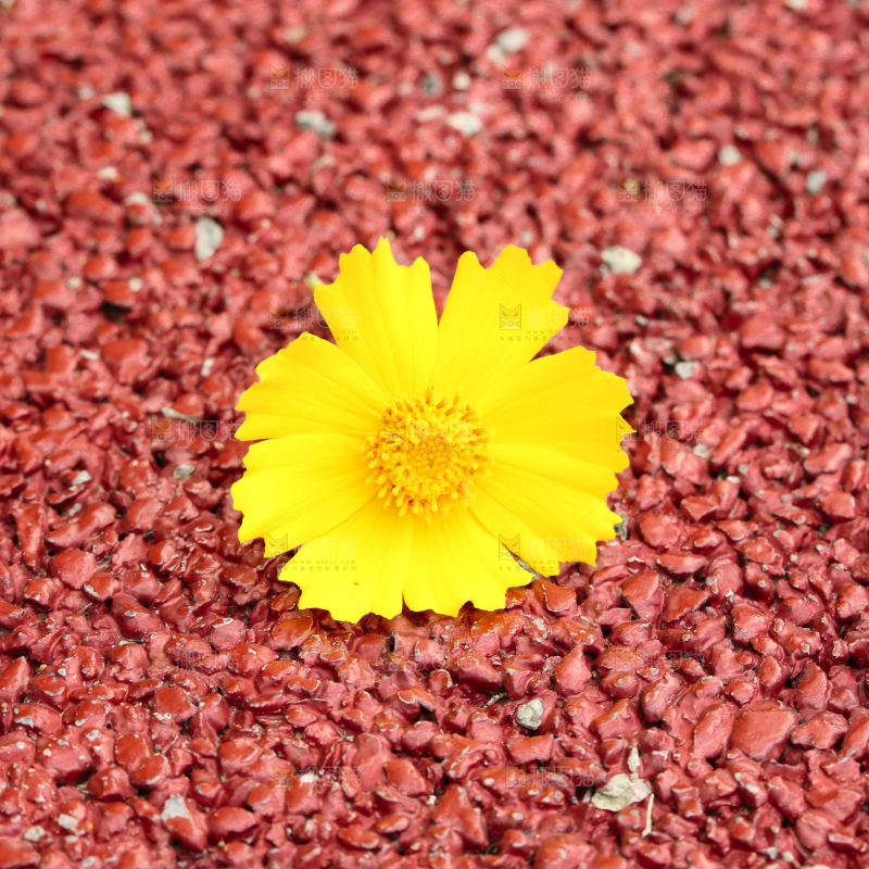 地上摆放着一朵黄花
