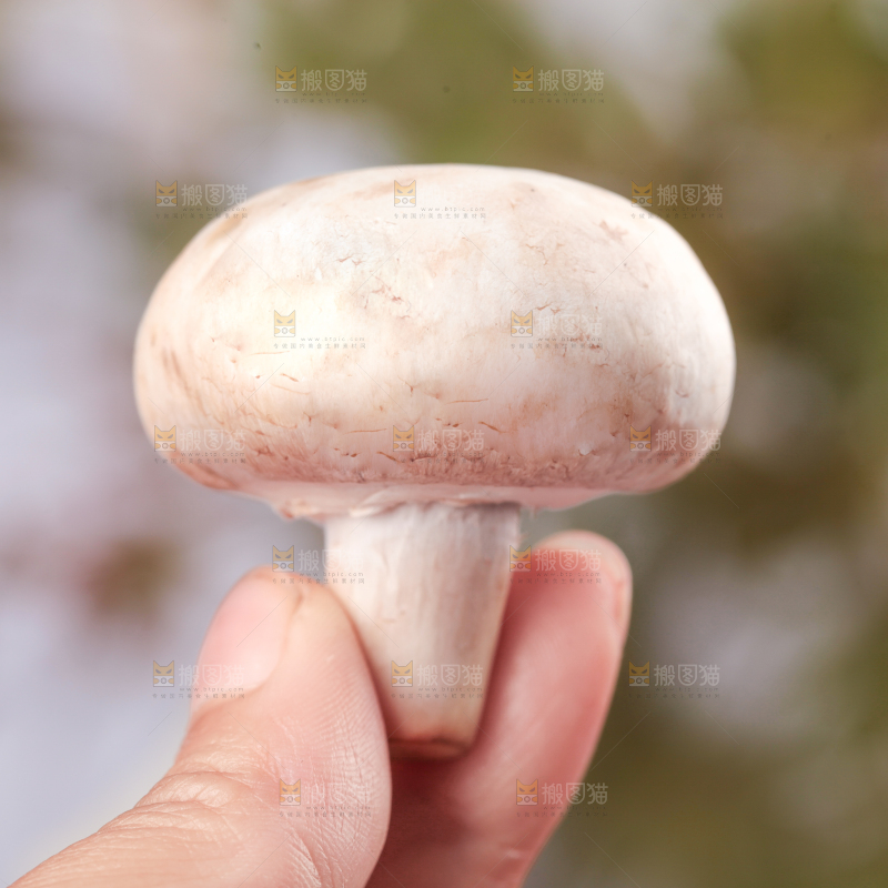 手里拿着小白菇