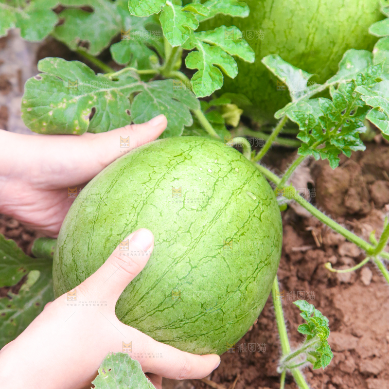 农田里种植的西瓜