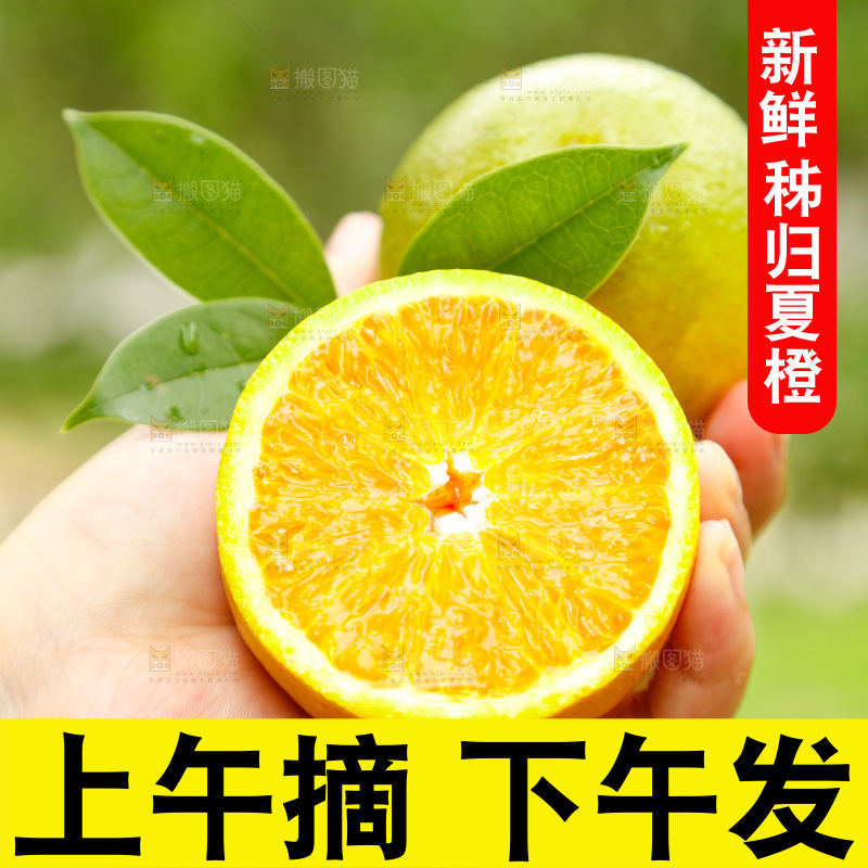 手里拿着广西桂林夏橙