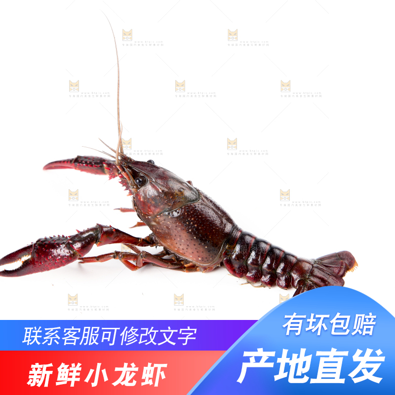 白底上摆放着淡水河虾