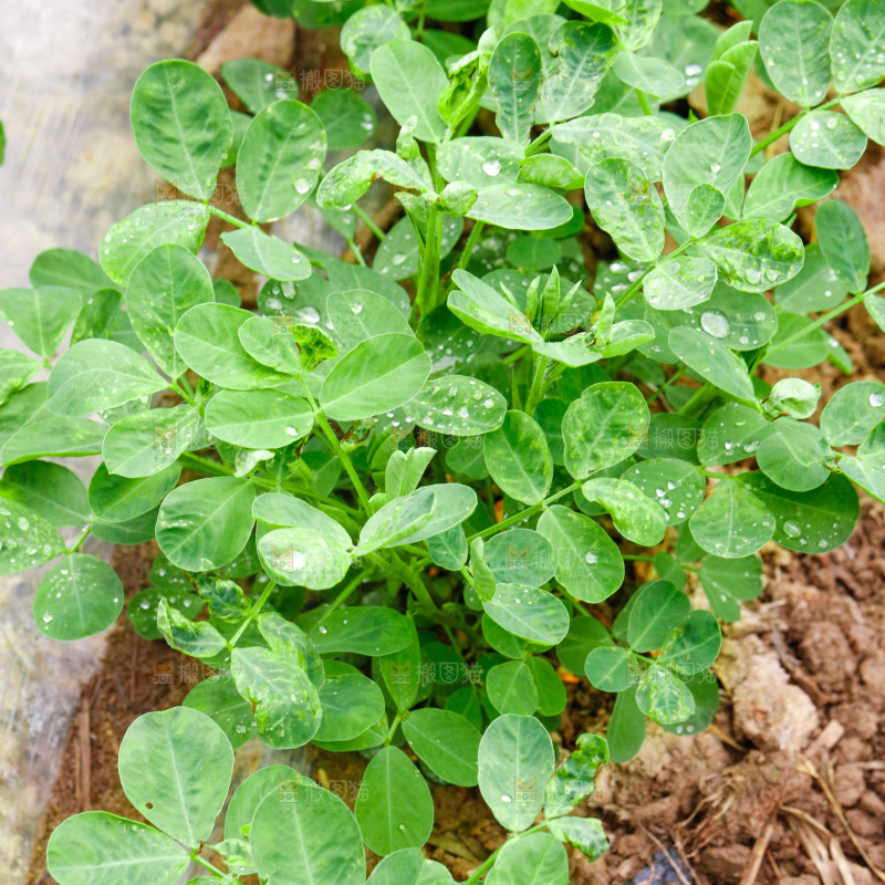 农田里种植的花生苗