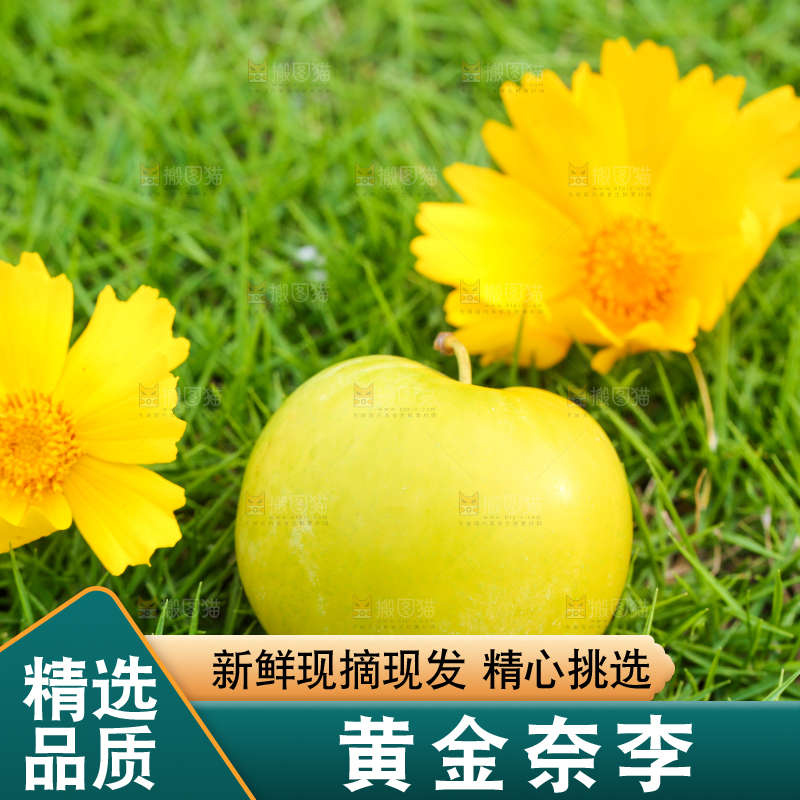 草地上摆放着黄金李