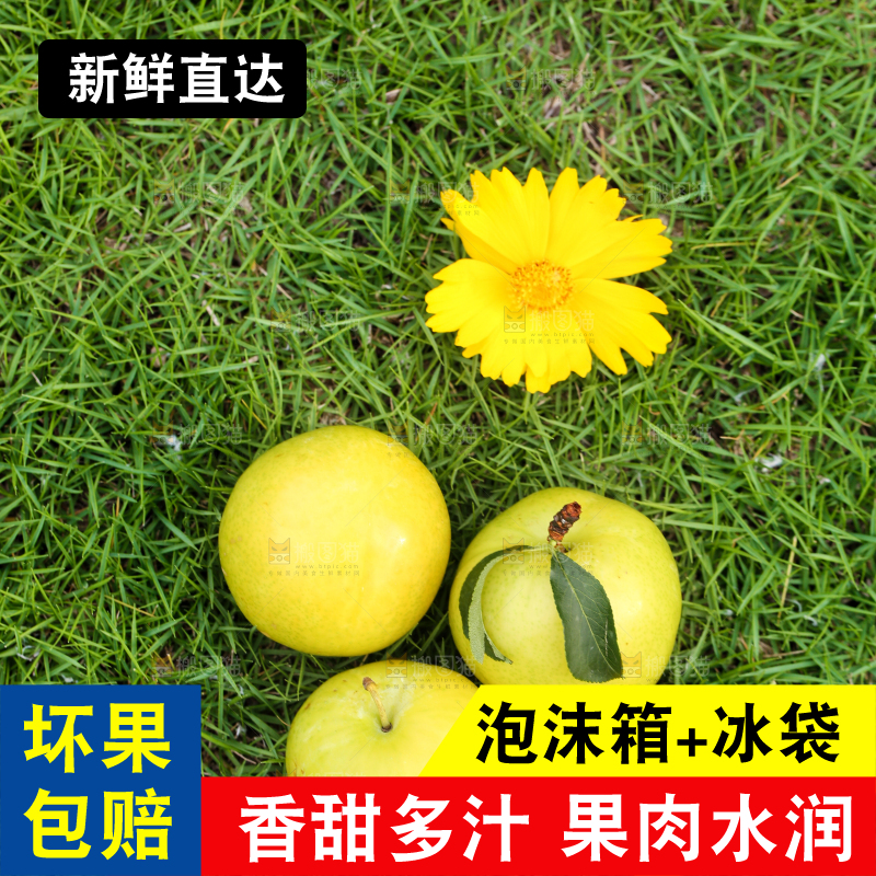 草地上摆放着黄金李