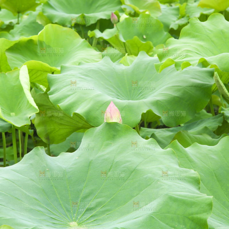池塘里的荷叶