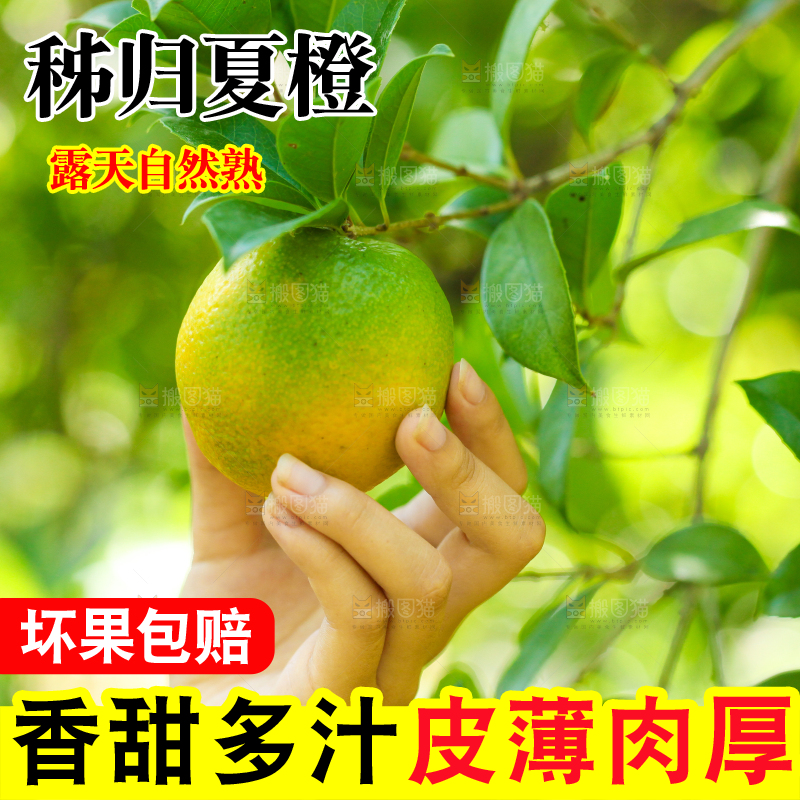 手里拿着秭归夏橙