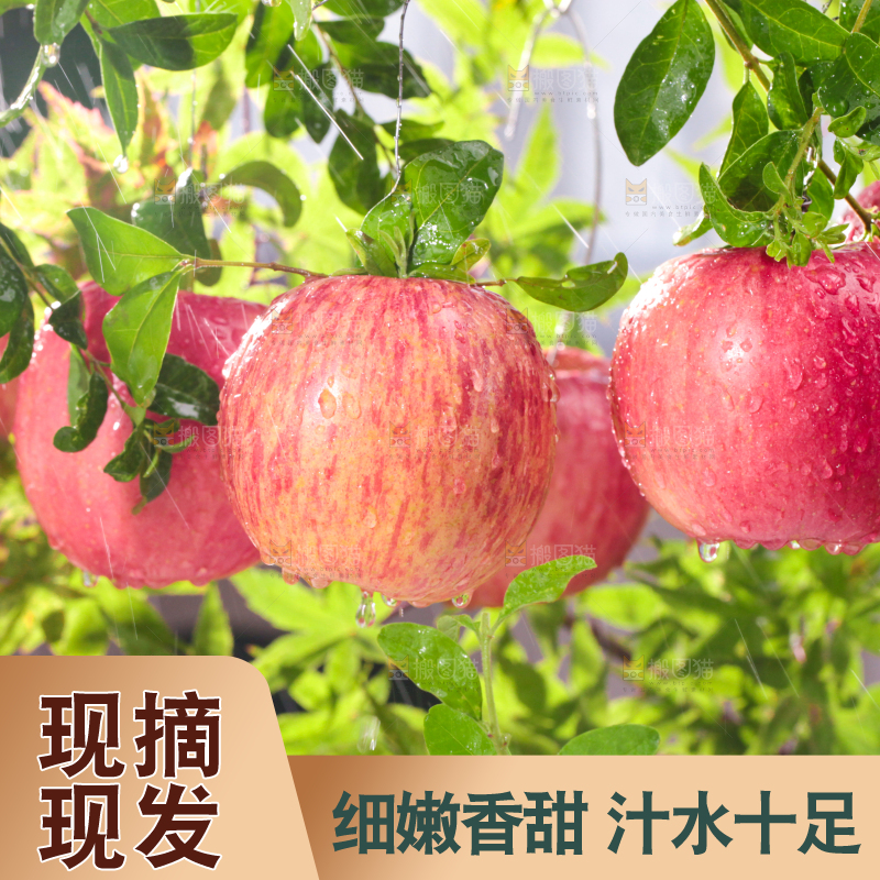 树枝上的红富士苹果
