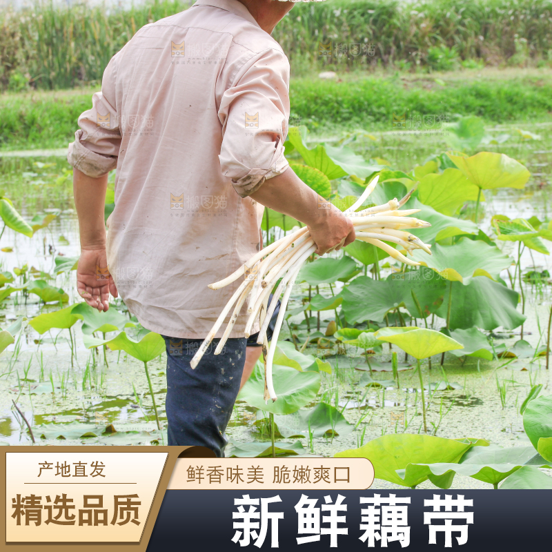 手里拿着新鲜采摘的藕尖