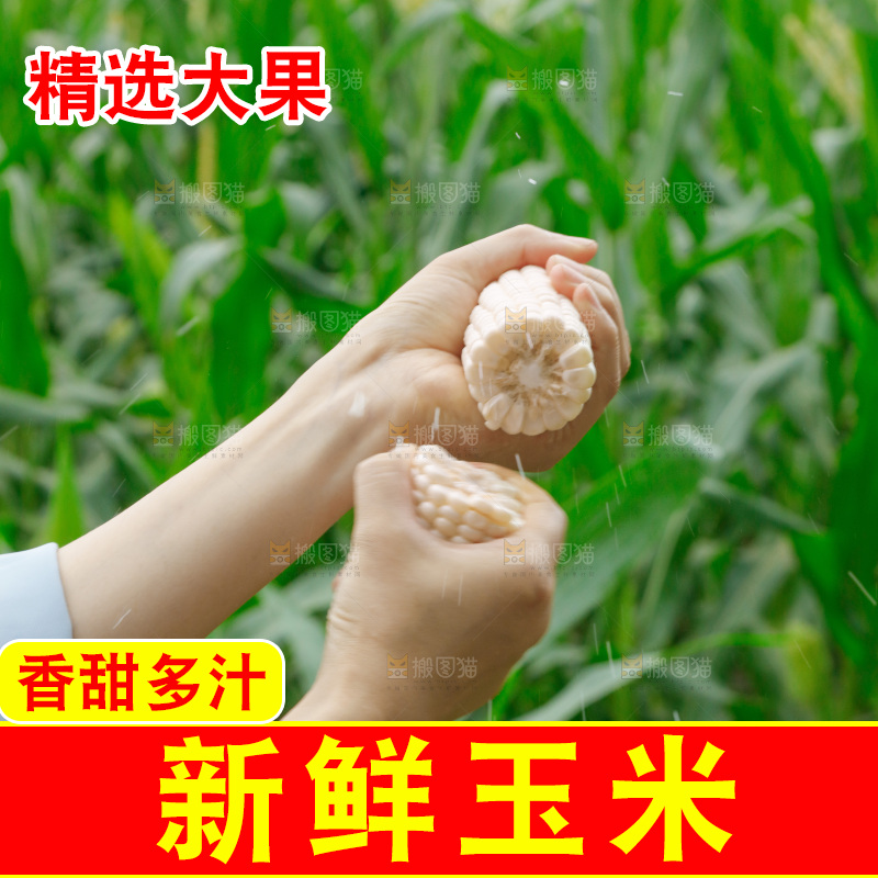 手里拿着甜玉米