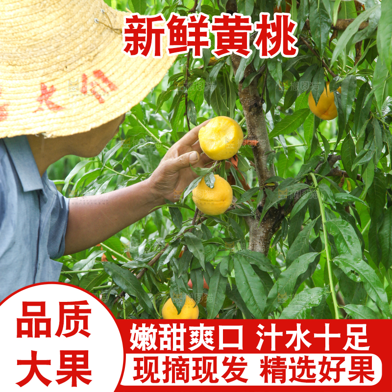 农民正在采摘桃子