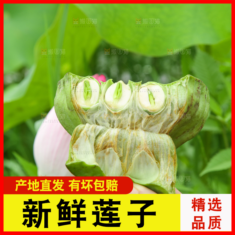 手里拿着莲蓬