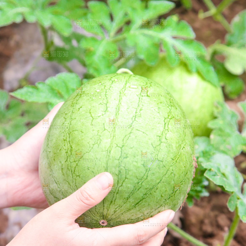农田里种植的西瓜