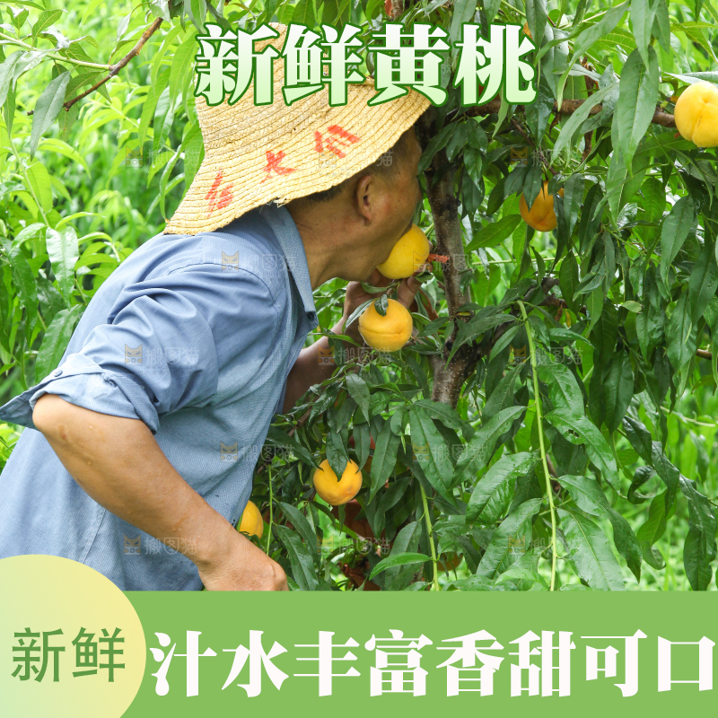 农民正在采摘桃子