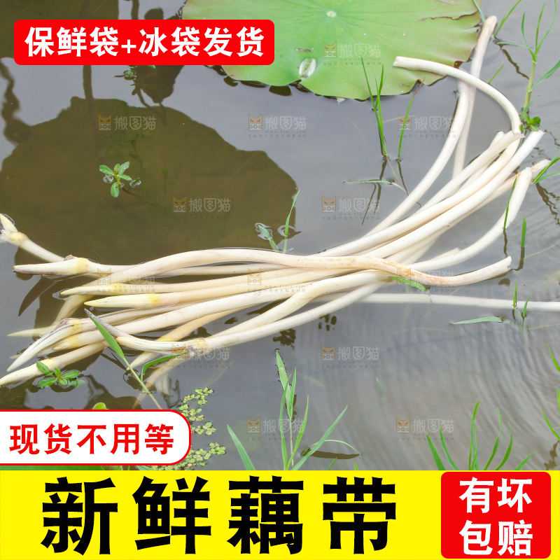 水里放着刚采摘的藕尖