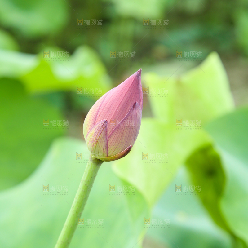 一朵荷花