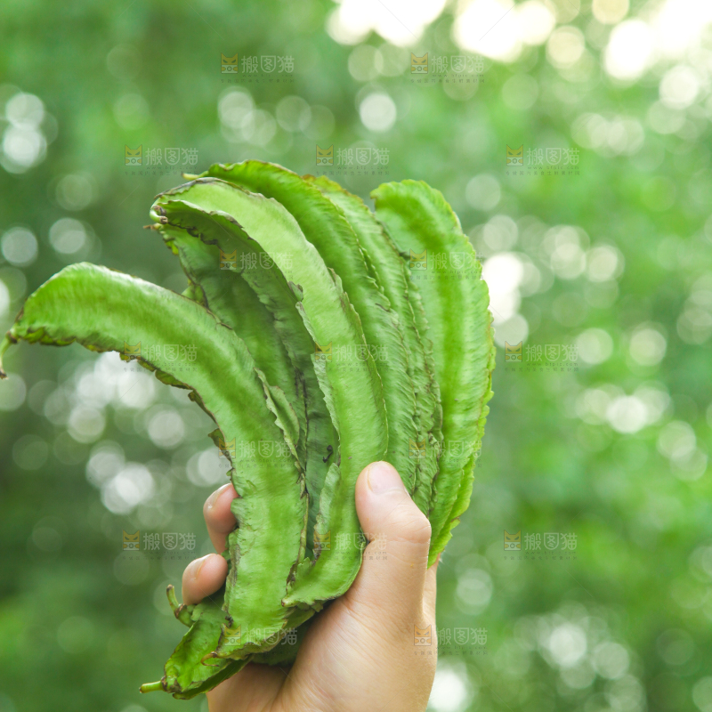 手里拿着四棱豆