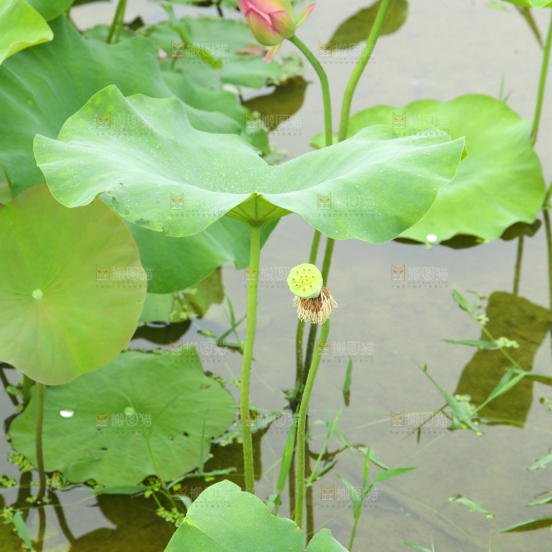 池塘里荷花叶子