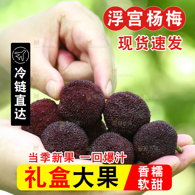 手里拿着野生杨梅