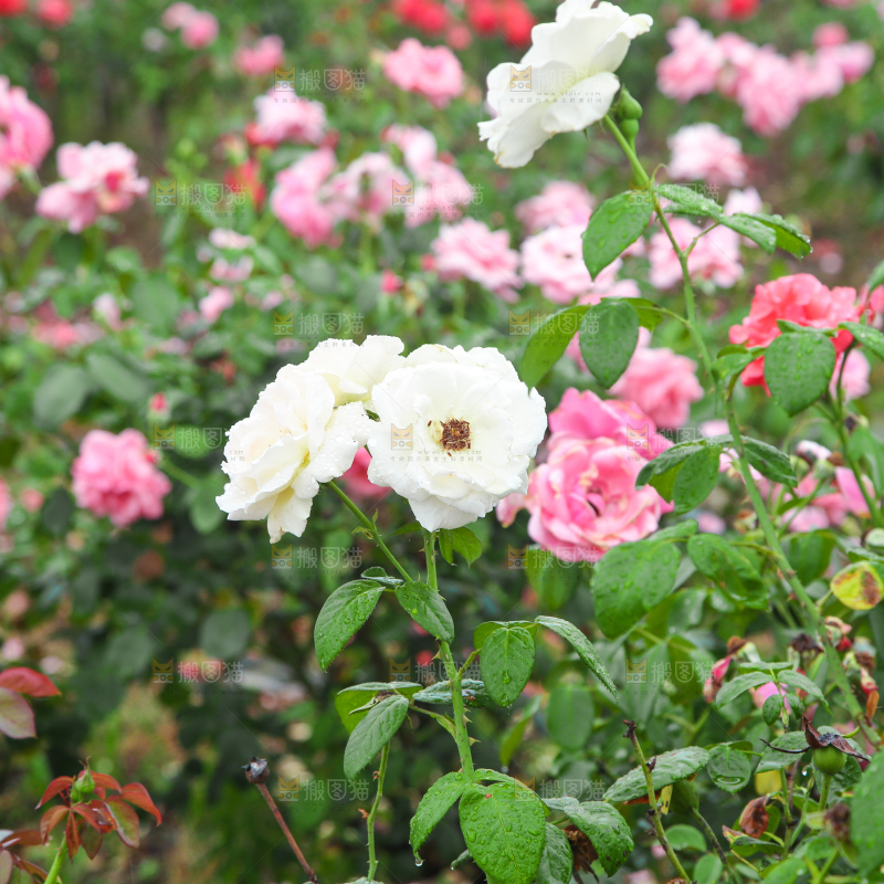 田地里种植的月季花