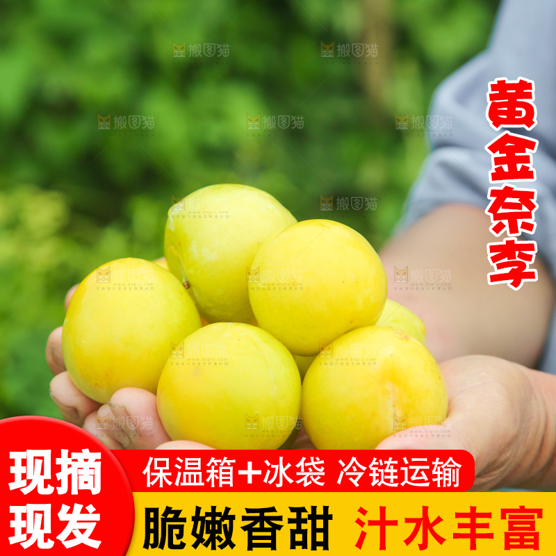 手里捧着黄金李子