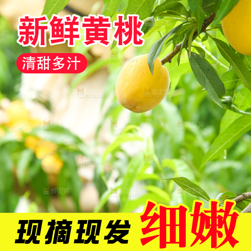 桃树上的黄桃