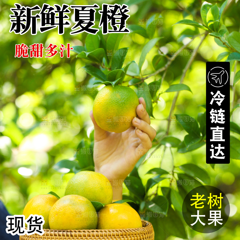 手里拿着一篮新鲜夏橙