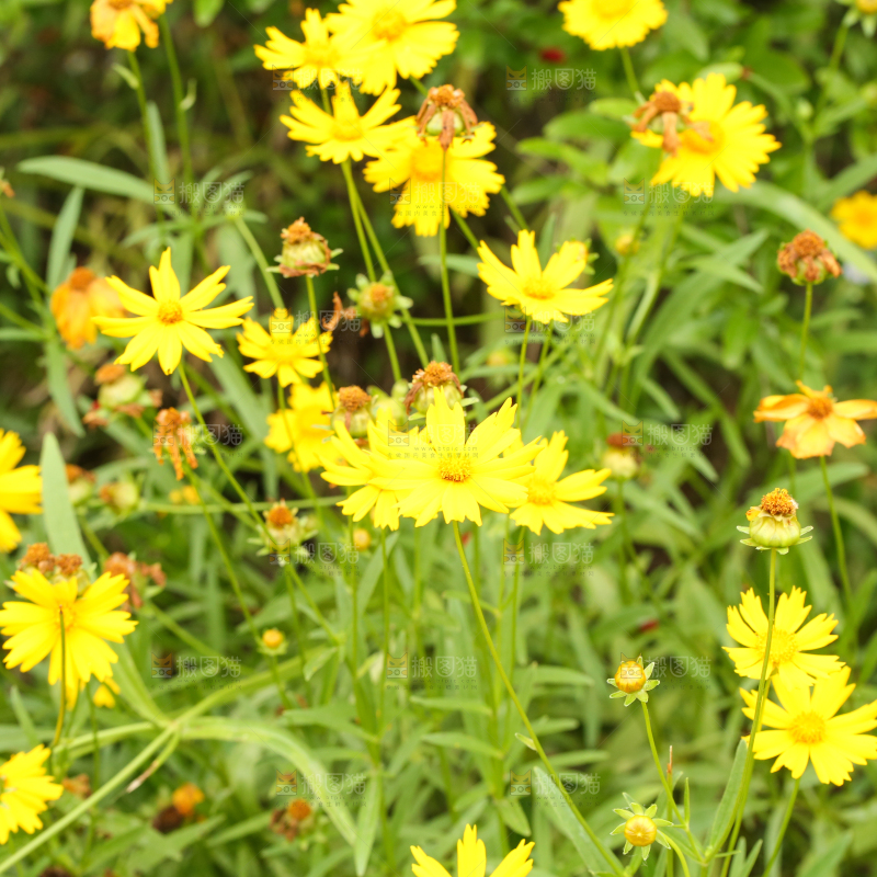 绿植上盛开的小黄花