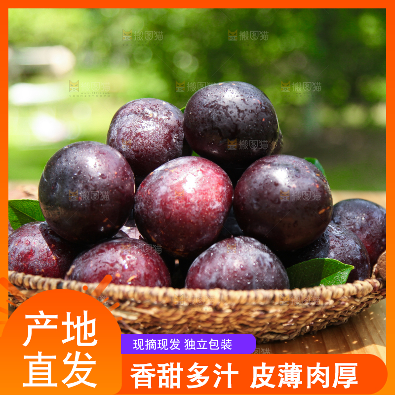 篮子里装着黑布林李子