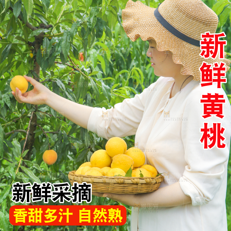 女孩正在采摘黄桃