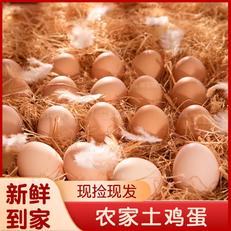 草堆里摆放着生鸡蛋
